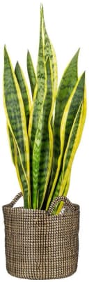 Scheurich Blumentopf Korbgefäß Schwarz Seegras mit Griffen Bild 3