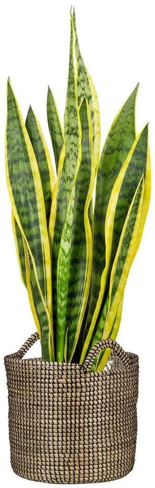 Scheurich Blumentopf Korbgefäß Schwarz Seegras mit Griffen - Bild 3