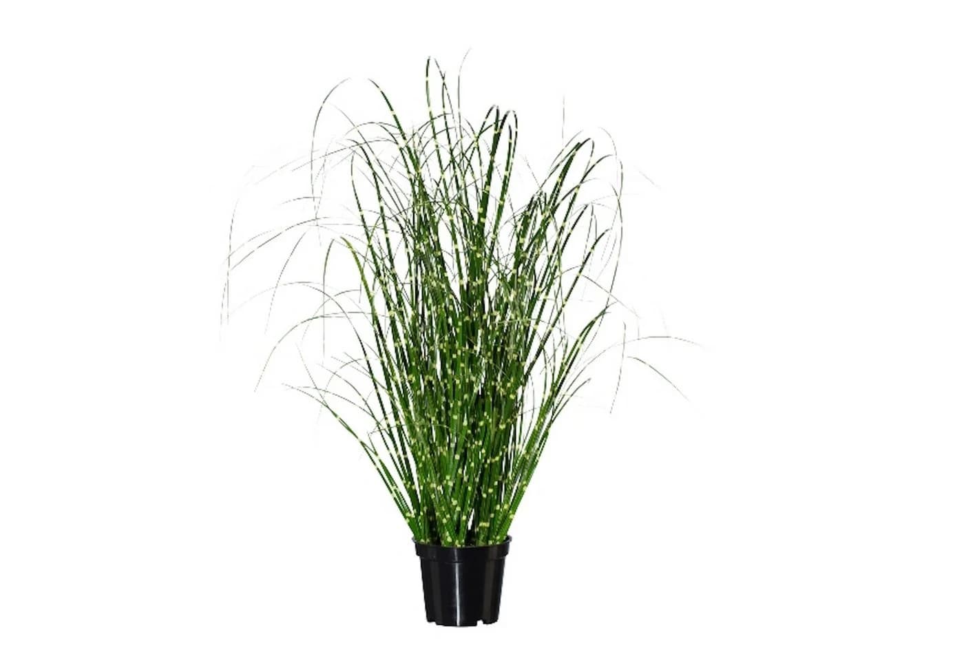 Künstliches Zebragras Miscanthus Zebrinus Gasper