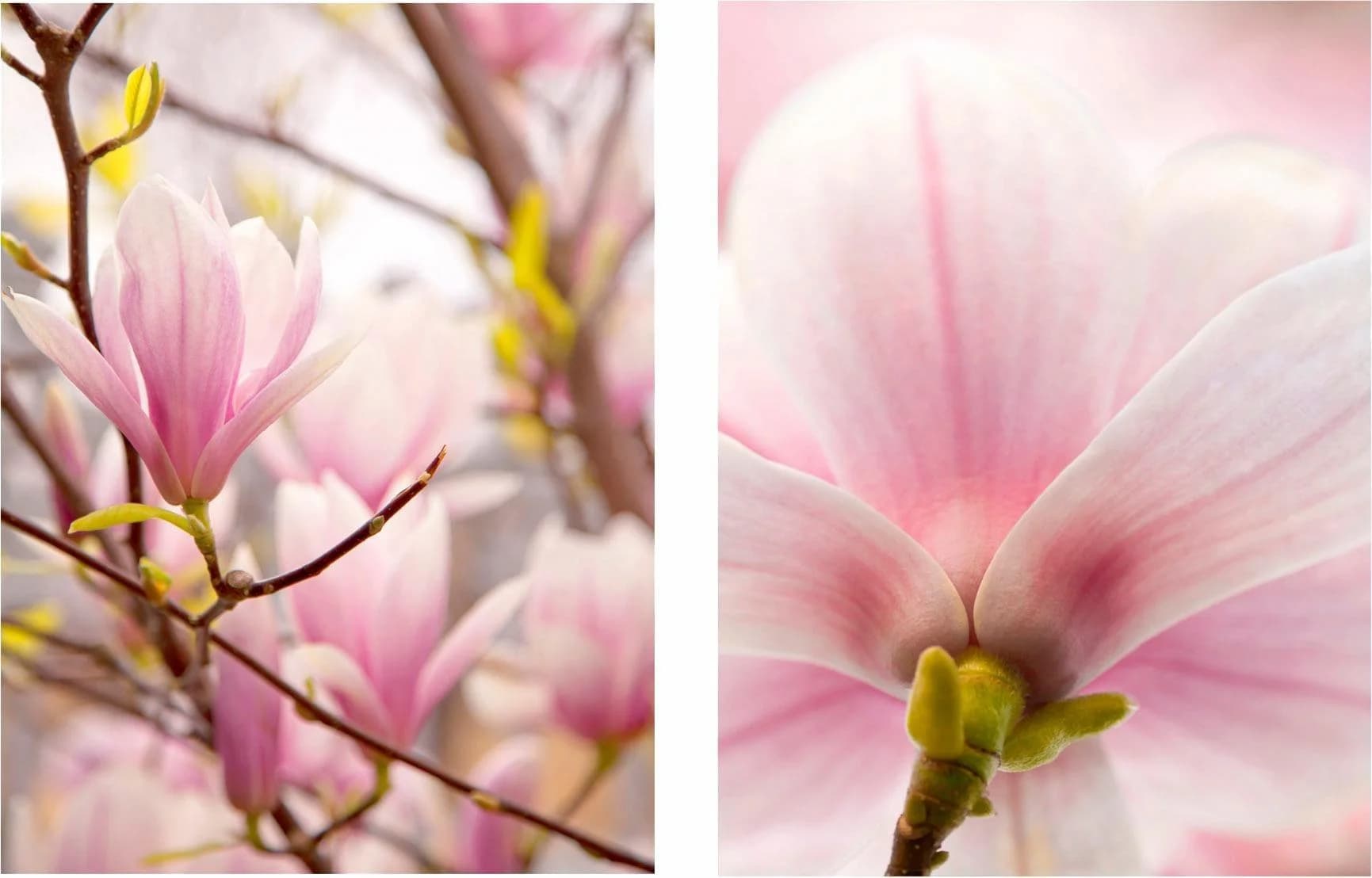 Bild CREATIV HOME Magnolien Rosa 2er-Set