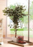 Creativ green Kunstpflanze Ficus Benjamini Grün Bild 1