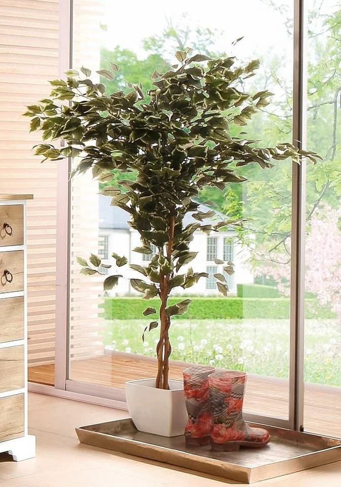 Creativ green Kunstpflanze Ficus Benjamini Grün - Bild 1