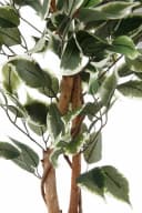 Creativ green Kunstpflanze Ficus Benjamini Grün Bild 4