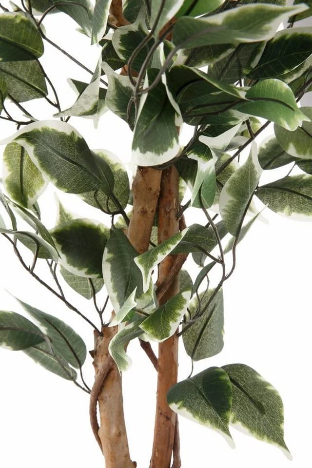 Creativ green Kunstpflanze Ficus Benjamini Grün - Bild 4