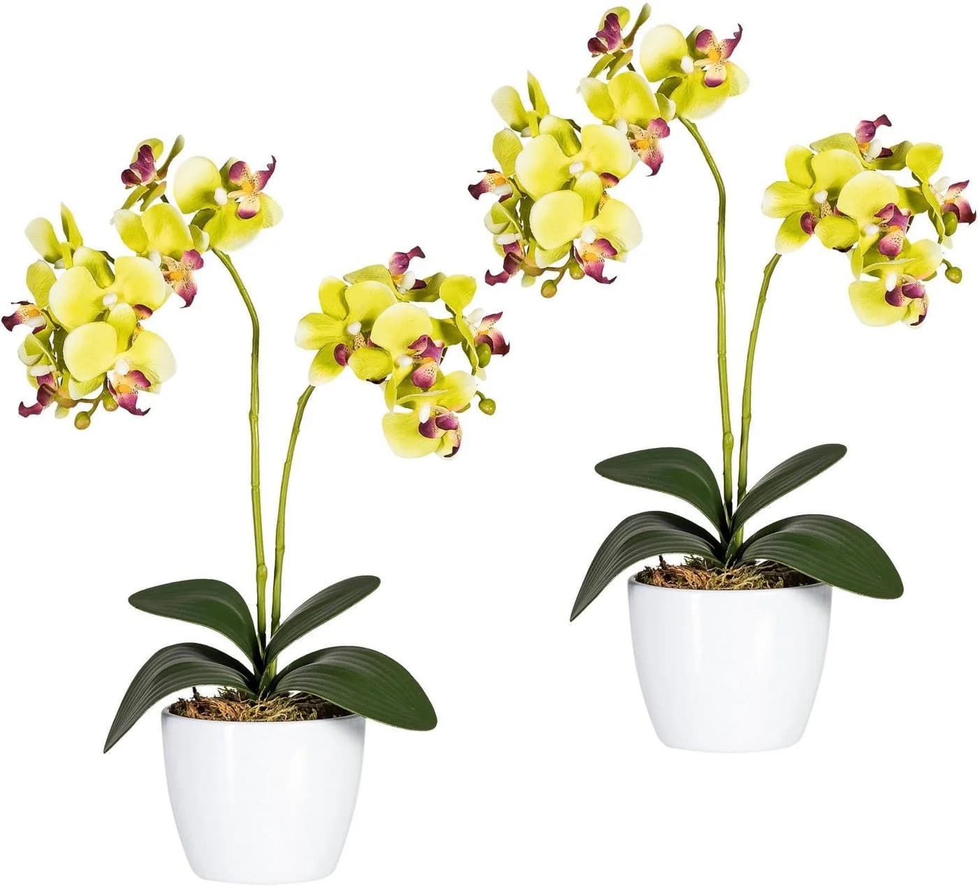 Creativ Green Kunstpflanze Phalaenopsis Orchidee Grün