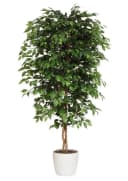 CREATIV GREEN Kunstpflanze Ficus Benjamini Grün Bild 1