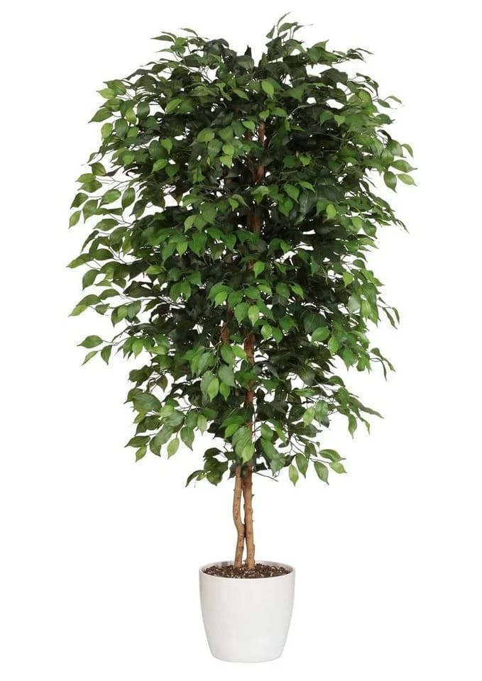 CREATIV GREEN Kunstpflanze Ficus Benjamini Grün