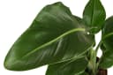 Dehner Baumstrelitzie Strelitzia nicolai tropische Pflanze Bild 1