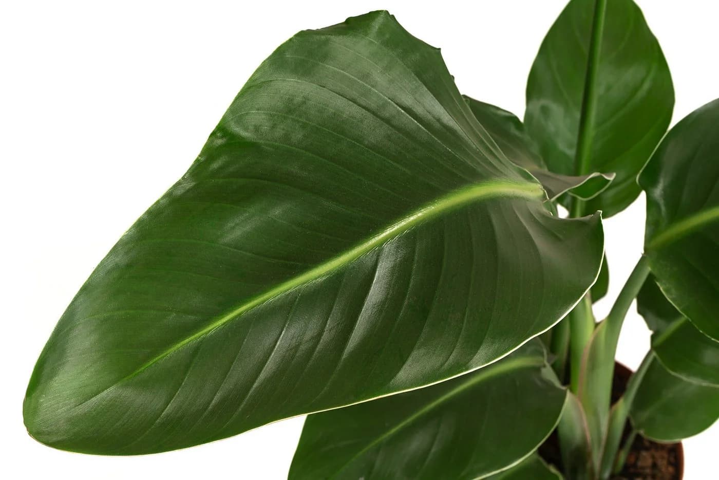 Dehner Baumstrelitzie Strelitzia nicolai tropische Pflanze