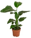 Dehner Baumstrelitzie Strelitzia nicolai tropische Pflanze Bild 2