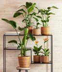 Dehner Baumstrelitzie Strelitzia nicolai tropische Pflanze Bild 3