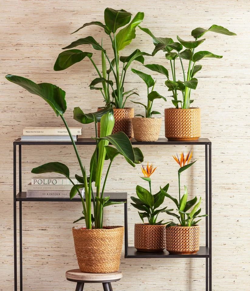 Dehner Baumstrelitzie Strelitzia nicolai tropische Pflanze - Bild 3