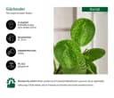Dehner Zimmerpflanze Glückstaler Pilea peperomioides Mojito Grün Bild 1