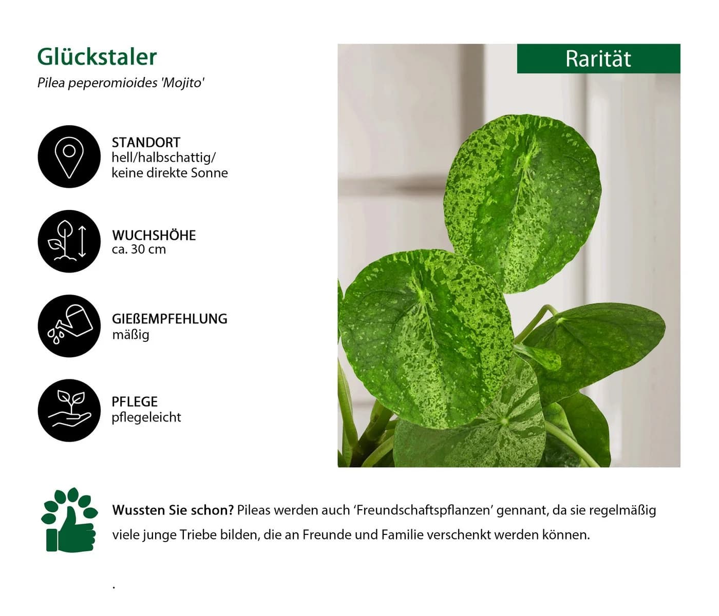 Dehner Zimmerpflanze Glückstaler Pilea peperomioides Mojito Grün