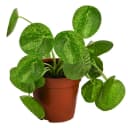 Dehner Zimmerpflanze Glückstaler Pilea peperomioides Mojito Grün Bild 2