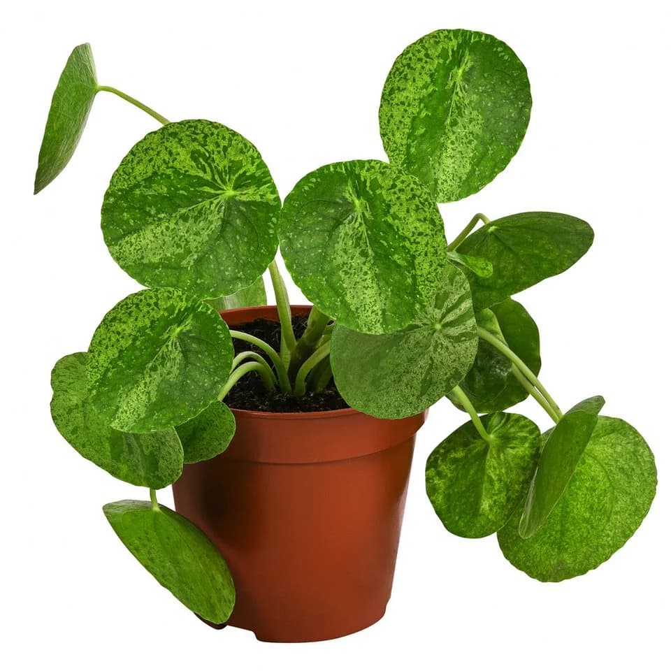 Dehner Zimmerpflanze Glückstaler Pilea peperomioides Mojito Grün - Bild 2