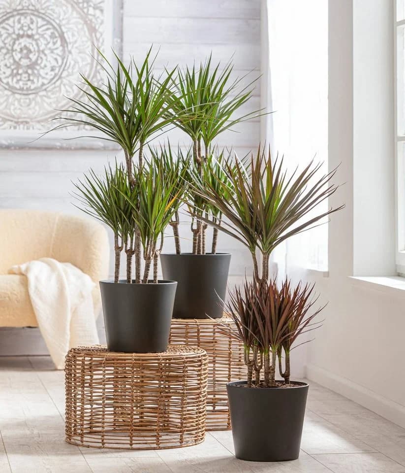Dehner Übertopf Basic Blumentopf rund Keramik glasiert grau - Bild 3