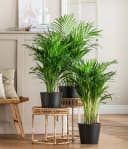 Dehner Übertopf Basic Blumentopf rund Keramik glasiert grau Bild 4