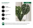 Dehner Zimmerpflanze Herzblattblume Anthurium clarinervium Grün Bild 1
