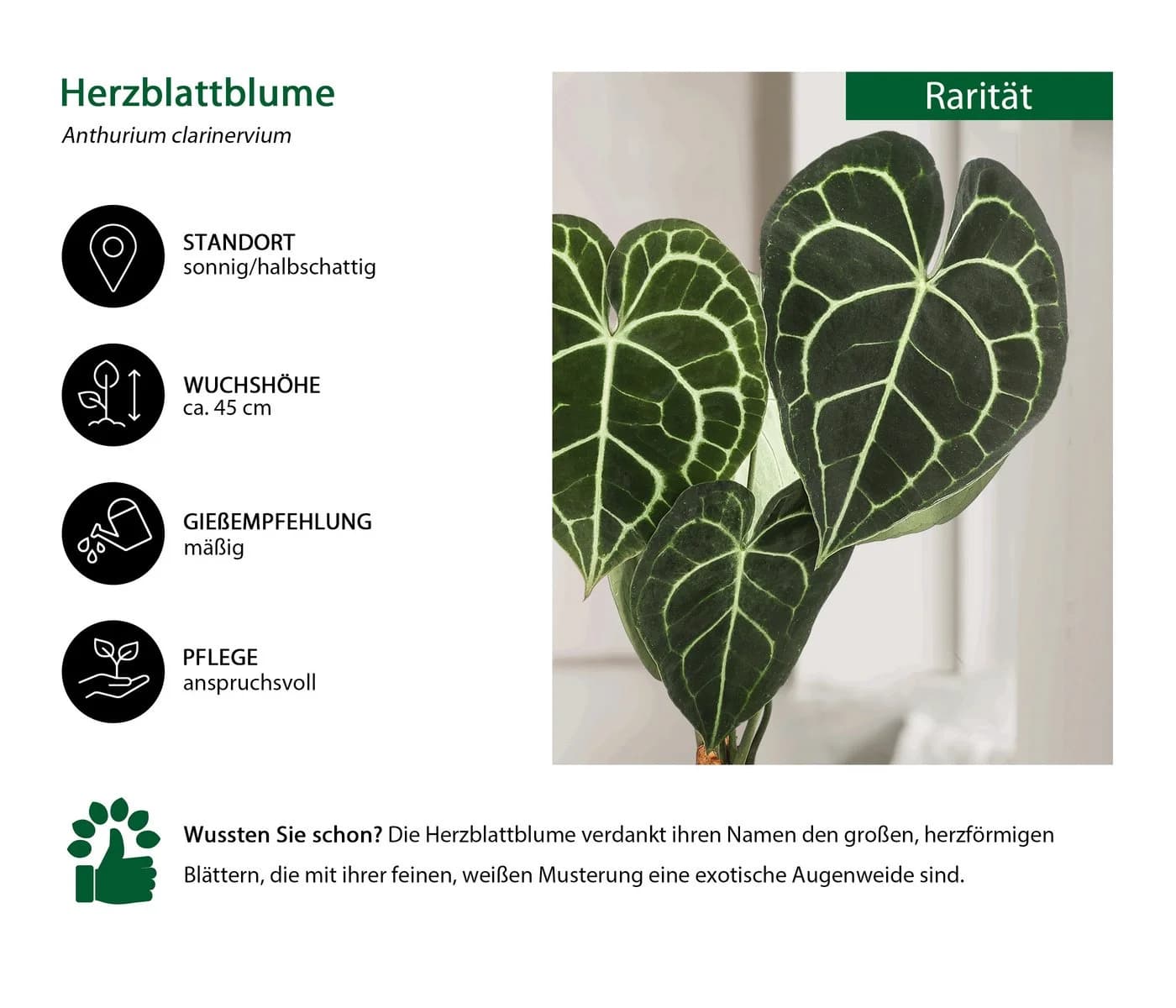 Dehner Zimmerpflanze Herzblattblume Anthurium clarinervium Grün