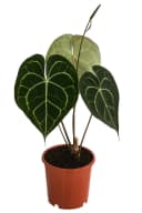 Dehner Zimmerpflanze Herzblattblume Anthurium clarinervium Grün Bild 2