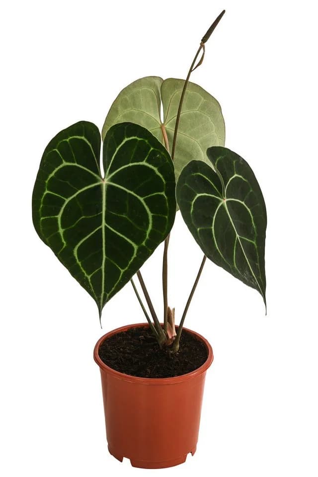Dehner Zimmerpflanze Herzblattblume Anthurium clarinervium Grün - Bild 2