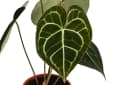 Dehner Zimmerpflanze Herzblattblume Anthurium clarinervium Grün Bild 3