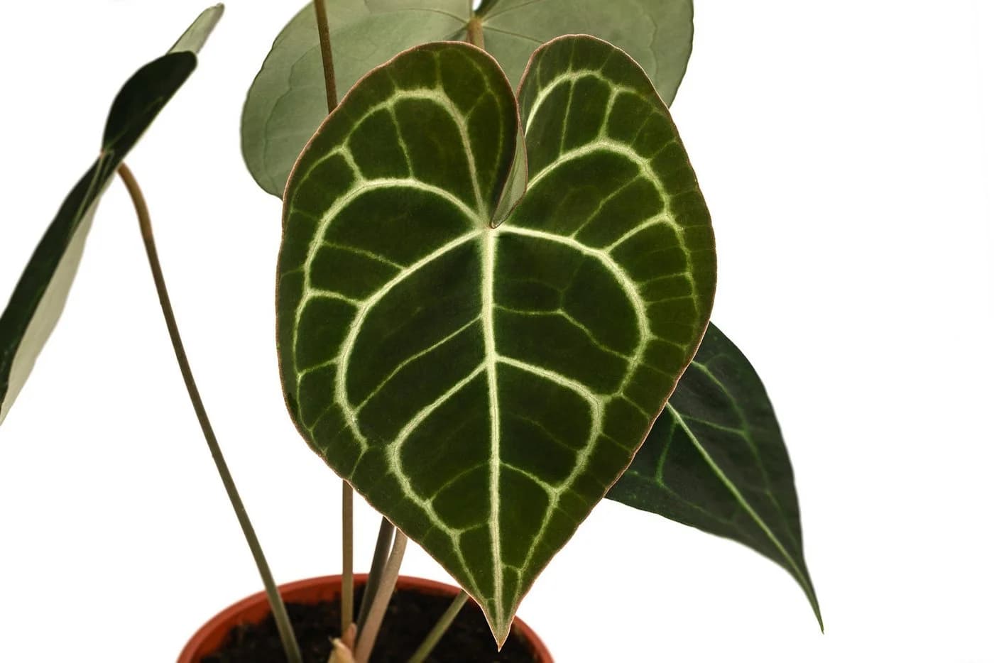 Dehner Zimmerpflanze Herzblattblume Anthurium clarinervium Grün - Bild 3