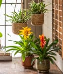 Dehner Zimmerpflanze Vriesea Intenso Orange, Bromelia cultivars, 45 cm, Ø Topf 12 cm, Rosettenförmiger Wuchs, Blüte Orange Bild 1