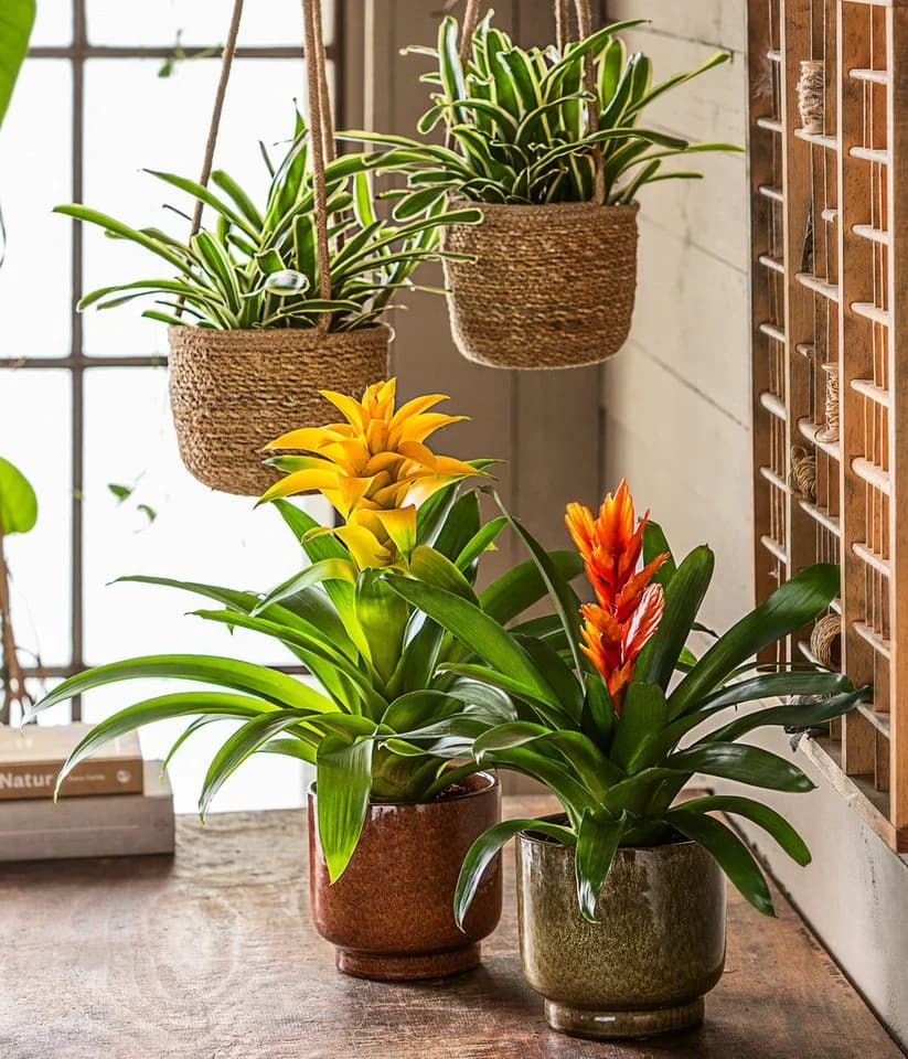 Dehner Zimmerpflanze Vriesea Intenso Orange, Bromelia cultivars, 45 cm, Ø Topf 12 cm, Rosettenförmiger Wuchs, Blüte Orange
