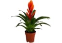 Dehner Zimmerpflanze Vriesea Intenso Orange, Bromelia cultivars, 45 cm, Ø Topf 12 cm, Rosettenförmiger Wuchs, Blüte Orange Bild 2