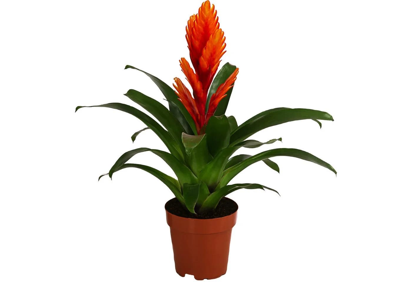 Dehner Zimmerpflanze Vriesea Intenso Orange, Bromelia cultivars, 45 cm, Ø Topf 12 cm, Rosettenförmiger Wuchs, Blüte Orange - Bild 2