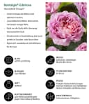 Dehner Rose Nostalgie®-Edelrose Eisvogel® Lavendelblau/Kupferorange Tantau Bild 1