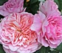 Dehner Rose Nostalgie®-Edelrose Eisvogel® Lavendelblau/Kupferorange Tantau Bild 3