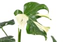 Dehner Zimmerpflanze Monstera Thai Constellation, Monstera deliciosa, Rarität, mit außergewöhnlicher Blattzeichnung, luftreinigende Wirkung Bild 1