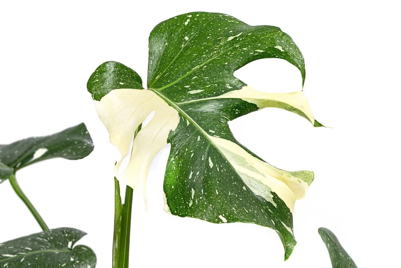 Dehner Zimmerpflanze Monstera Thai Constellation, Monstera deliciosa, Rarität, mit außergewöhnlicher Blattzeichnung, luftreinigende Wirkung