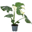 Dehner Zimmerpflanze Monstera Thai Constellation, Monstera deliciosa, Rarität, mit außergewöhnlicher Blattzeichnung, luftreinigende Wirkung Bild 2