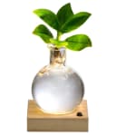 Dehner Zimmerpflanze Waterplant Balsamapfel Princess Clusia Rosea 7 cm LED Bild 2