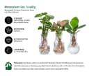 Dehner Waterplant-Set 3-tlg. Balsamapfel Purpurtute Grün Bild 1