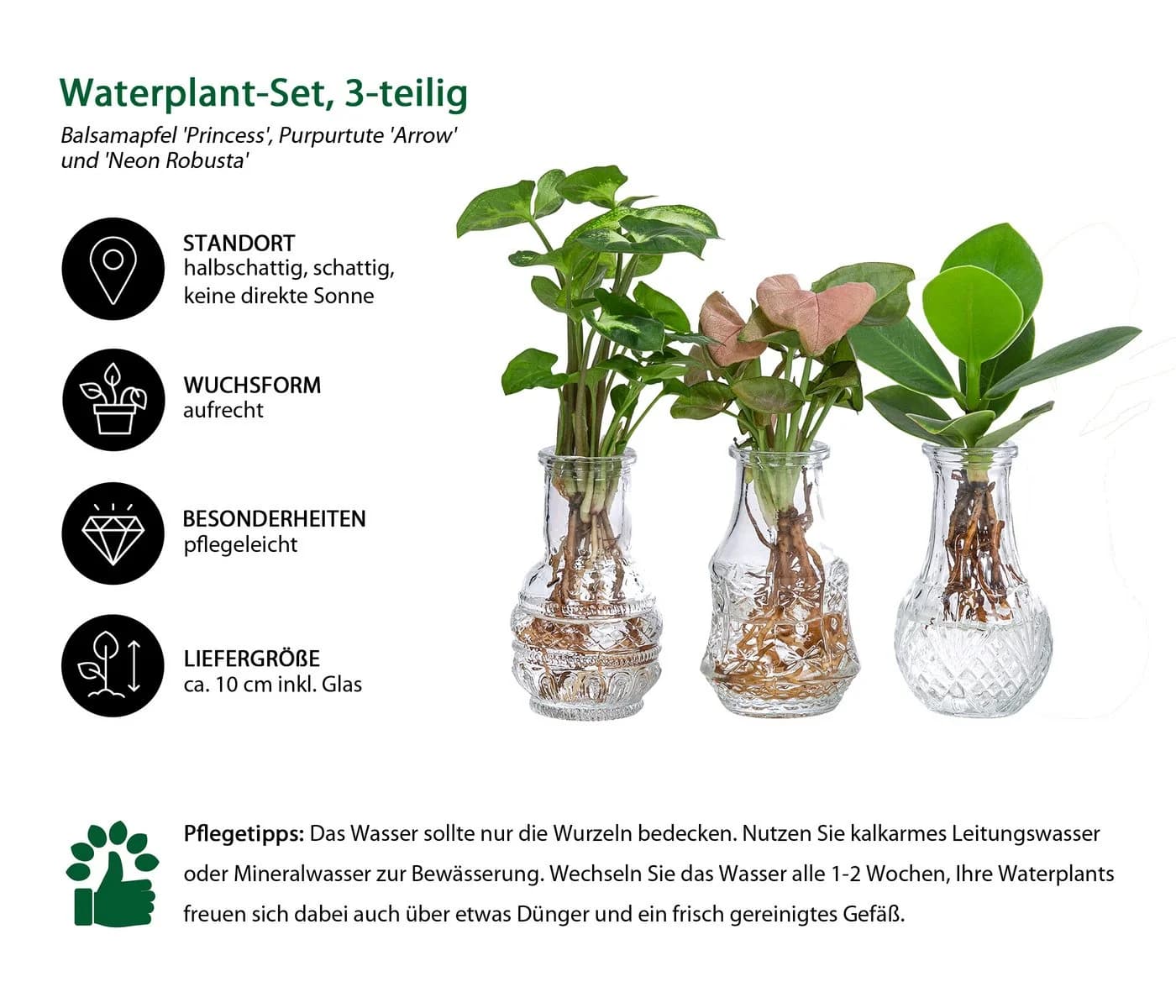 Dehner Waterplant-Set 3-tlg. Balsamapfel Purpurtute Grün