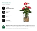 Dehner Waterplant Flamingoblume Anthurium Red Champion 9 cm Bild 1