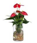 Dehner Waterplant Flamingoblume Anthurium Red Champion 9 cm Bild 2