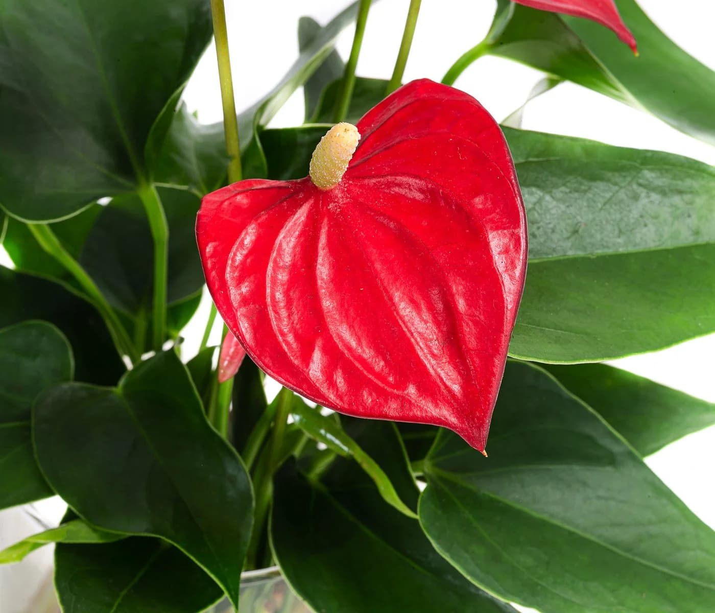 Dehner Waterplant Flamingoblume Anthurium Red Champion 9 cm - Bild 3