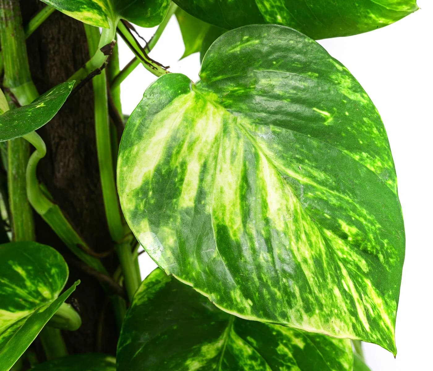 Dehner Zimmerpflanze Efeutute Epipremnum aureum mit Kratistestab