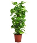 Dehner Zimmerpflanze Efeutute Epipremnum aureum mit Kratistestab Bild 2