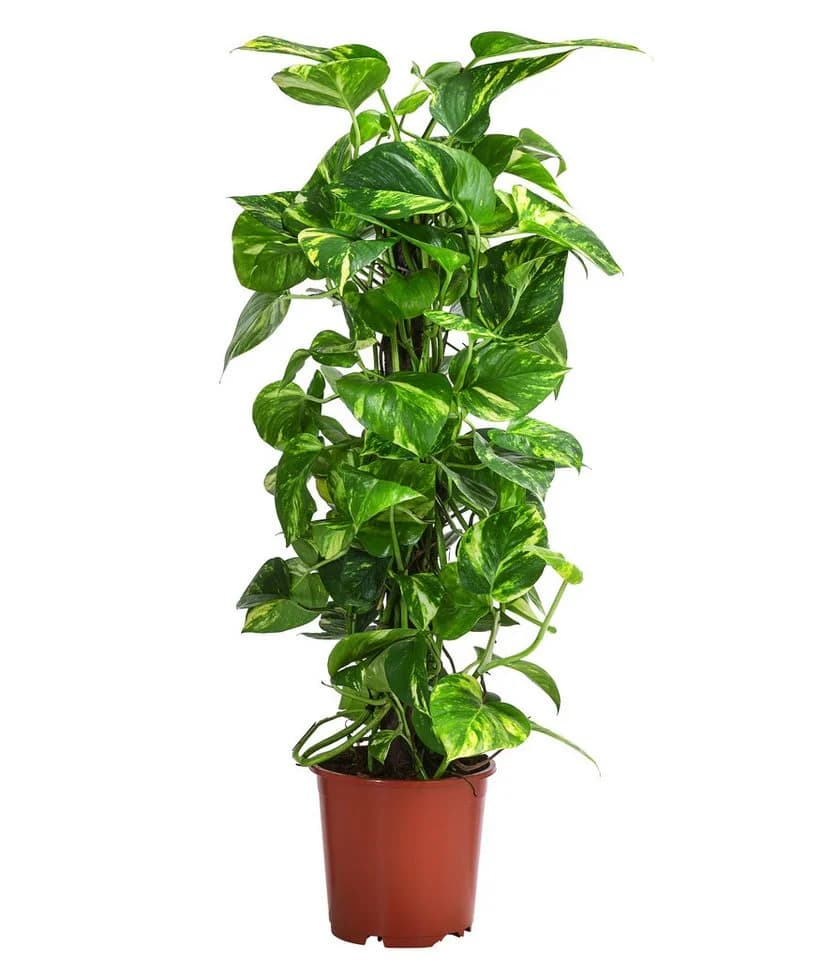 Dehner Zimmerpflanze Efeutute Epipremnum aureum mit Kratistestab - Bild 2