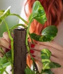 Dehner Zimmerpflanze Efeutute Epipremnum aureum mit Kratistestab Bild 3