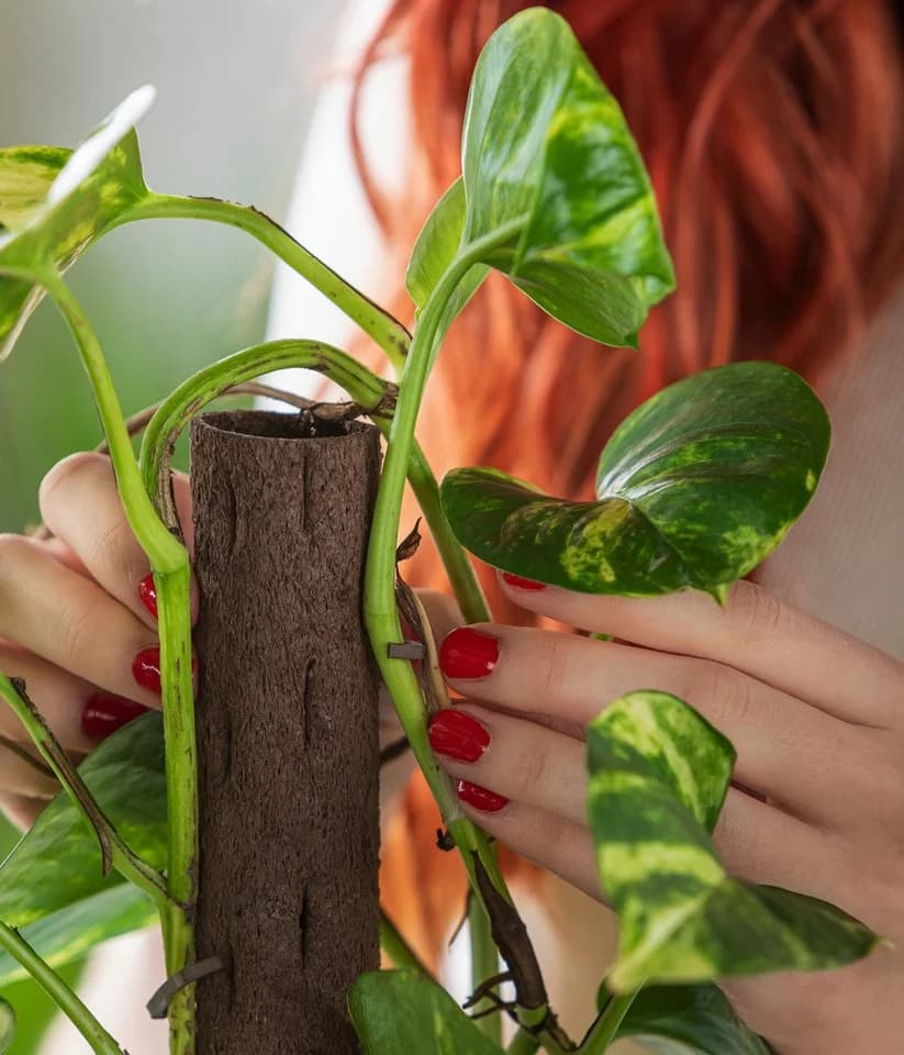 Dehner Zimmerpflanze Efeutute Epipremnum aureum mit Kratistestab - Bild 3