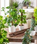 Dehner Zimmerpflanze Efeutute Epipremnum aureum mit Kratistestab Bild 4