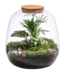 Dehner Terrarium DIY Flaschengarten Mini-Urwald 8-teilig Grün Bild 2